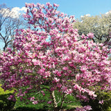 Ann Magnolia Live Plant, 6-12 Inches Tall In A 3-Inch Nursery Pot To Grow