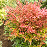 Live Dwarf Nandina, 6-9 Inches Tall In A 2.5-Inch Pot, Landscape Shrub