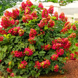Live Ruby Slipper Hydrangea, 5-11 Inch Starter Shrub With Seasonal Blooms