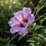 Live Purple Rose Of Sharon Shrub, Althea Flowering Plant, 6-13 Inches Tall