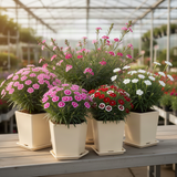 4 Live Red Dianthus Flower Plants, Outdoor Planting, Perennial Flowers
