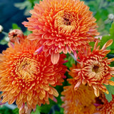 2 Live Orange Chrysanthemum Plants, Flowering Mums For Zone 6 Garden Beds