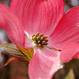 2 Live Pink Dogwood Trees, 6-12 Inches Tall, Ornamental, 2.5-Inch Pots
