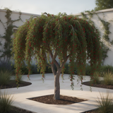 Live Yaupon Holly Shrub For Garden Landscapes, Hardy Plant, 4-6 Inches Tall