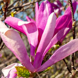 2 Live Jane Magnolia Flower Trees, 6-12 Inches Tall, 2.5-Inch Pot Size