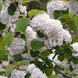 Live Japanese Snowball Viburnum, White Flowering Shrub, 7-10 Inches Tall