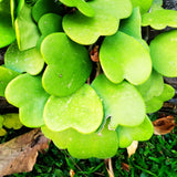 Hoya Kerrii Indoor Vine, Live 4-6 Inch Plant For Shelves And Home Decor