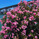 2 Pink Oleander Live Plants, 4-7 Inches Tall, Growing Into Bushy Shrubs