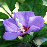 Live Purple Rose Of Sharon Shrub, 6-13 Inch Tall, Summer Garden Blooms