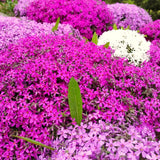 2 Creeping Phlox Live Plants, Pink Perennial Flowers, 4 To 8 Inches Tall