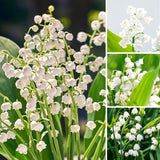 10 Lily Of The Valley Rhizomes, White Perennial Flower Bulbs For Planting