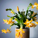 Live Yellow Thanksgiving Cactus Plant, 4-7 Inch Tall Christmas Houseplant