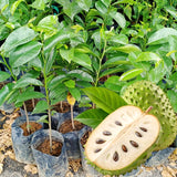 Live Soursop Guanabana Orchard Tree, Tropical Fruit Plant, 5-9 Inches Tall