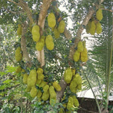 Yellow Jackfruit Live Tree, 2 To 3 Feet Tall, One-Gallon Potted Seedling
