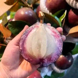 Live Purple Star Apple Fruit Tree, 18-22 Inches Tall In 1 Gallon Container