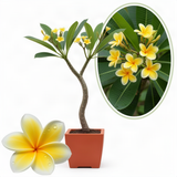 Yellow Plumeria Frangipani Live Tropical Plant, 1-2 Ft Tall, 1 Gallon Pot