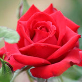 Live Red Rose Shrub, Fragrant Heirloom Starter Plant, 5-10 Inches Tall
