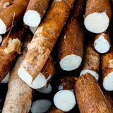 5 Cassava Yuca Cuttings For Garden, 6-10 Inch Live Manihot Esculenta Stems