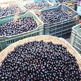 Live Black Jambu Plum Fruit Tree, 6-8 Inch Plant For Home Orchard Garden