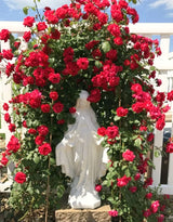 Live Don Juan Rose Plant, Well-Rooted Climber For Trellises And Arches