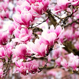 2 Live Jane Magnolia Flower Trees, 6-12 Inches Tall, 2.5-Inch Pot Size