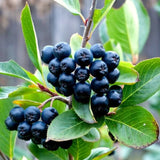 Live Black Chokeberry Plant, 8-14 Inches Tall In Quart Pot For Gardens