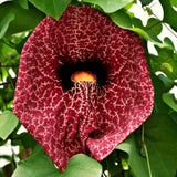2 Dutchman Pipe Live Vine Plants 6-12 Inch Tall, Large Deep Burgundy Blooms