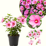Live Pink Rose Of Sharon Flowering Shrub, Potted Plant, 6-13 Inches Tall