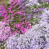 2 Live Mixed Creeping Phlox Starter Plants, 2-5 Inch Flowering Ground Cover