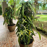 Green Vanilla Vine Live Plant, 3-7 Inches, For Outdoor Flower Garden Spaces