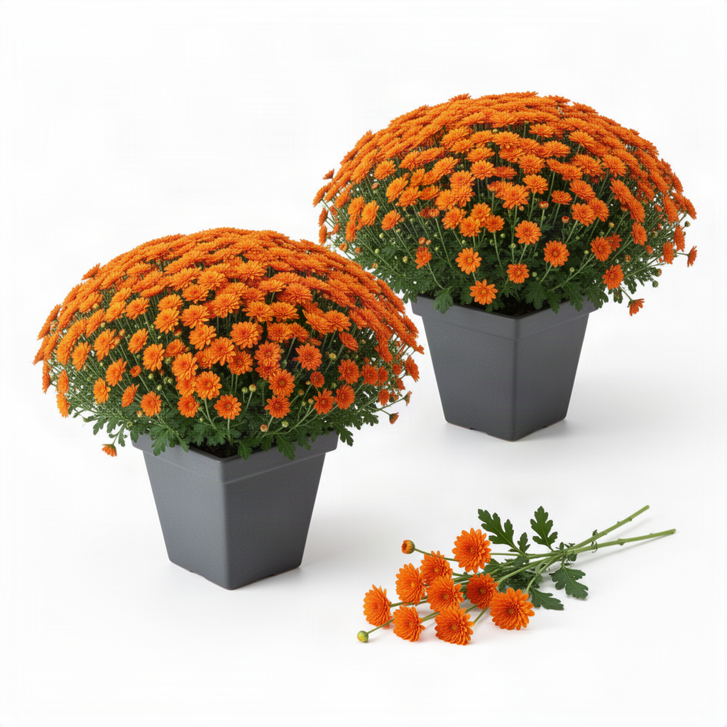 2 Orange Live Mum Plants, 5-7 Inch Hardy Perennial Flowers For Outdoors