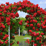 Don Juan Climbing Rose Live Plant, Well Rooted Starter, 5-9 Inches Tall