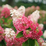 2 Pink And White Hydrangea Live Plants, Flowering Shrubs In 4 Inch Pots