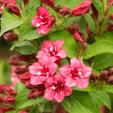 Pink Weigela Shrub, 6-12 Inch Potted Live Sapling For Outdoor Garden Beds