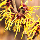 2 Yellow Witch Hazel Trees, Flowering Shrubs In Quart Pots For Planting