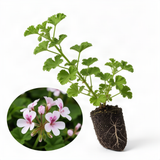 2 Live Scented Geranium Plants, Fragrant Flowers, 4-7 Inches Tall For Pots