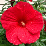 Live Red Rose Of Sharon, 6-10 Inch Althea Hibiscus Flowering Shrub Plant