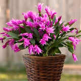 2 Holiday Houseplants, Live Purple Christmas Cactus Plants, 4-8 Inches Tall