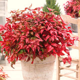Live Nandina Ornamental Shrub In Pot, 6-9 Inch Hardy Garden Bush Plant