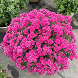 2 Purple Chrysanthemum Live Plants, Late Fall Flowering, 5 To 7 Inches Tall
