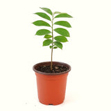 Live Guanabana Fruit Tree, 6-8 Inches Tall In 4-Inch Pot, Soursop Plant
