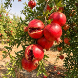 Live Red Pomegranate Tree For Patios, 8-12 Inches Tall, Half Gallon Pot