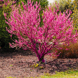 Live Eastern Redbud Flowering Tree, Cold Hardy Plant, 6-14 Inches Tall