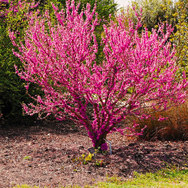 Live Eastern Redbud Flowering Tree, Cold Hardy Plant, 6-14 Inches Tall