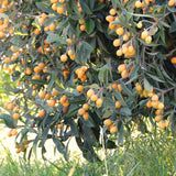 Live Loquat Tree Seedling, 5-9 Inches Tall In 4 Inch Pot, Cold Hardy Plant