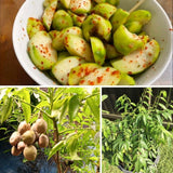 Live June Plum Tree In 1 Gallon Pot, 2-3 Feet Tall, For Garden Planting