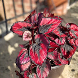 Colorful Red Begonia Live Plant, 4-6 Inch Starter For Indoor Home Decor
