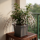 3 Wallichii Smithianum Live Bleeding Heart Vine Plants, 5-10 Inches Tall