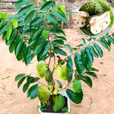 Live Soursop Guanabana Fruit Tree, Well Rooted Plant, 6-10 Inches Tall