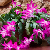 2 Live Purple Christmas Cactus Plants, 3-6 Inch Tall Indoor Houseplants